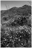 Poppies, cactus, and Tucson Mountains. Saguaro National Park ( black and white)