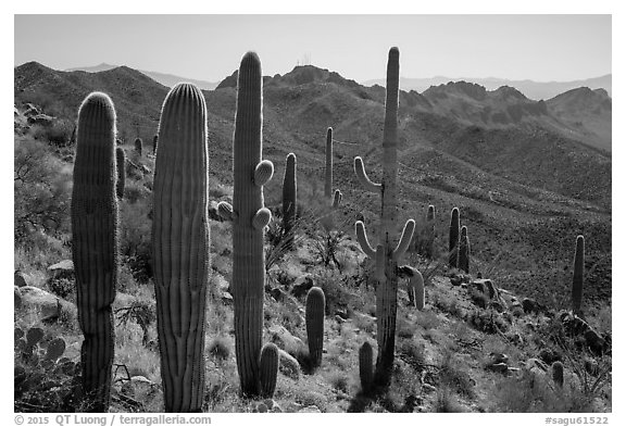 Cactus and Tucson Mountains. Saguaro National Park (black and white)