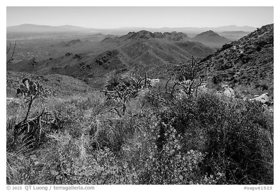 Wildflowers and Tucson Mountains from Wasson Peak. Saguaro National Park (black and white)