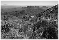 Wildflowers and Tucson Mountains from Wasson Peak. Saguaro National Park ( black and white)