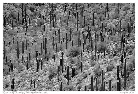 Dense saguaro forest, mid-day. Saguaro National Park (black and white)