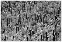 Dense saguaro forest, mid-day. Saguaro National Park ( black and white)