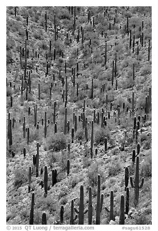 Dense saguaro cactus forest. Saguaro National Park (black and white)