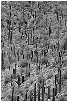 Dense saguaro cactus forest. Saguaro National Park ( black and white)