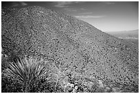 Wasson Peak. Saguaro National Park ( black and white)