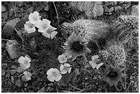 Close-up of hedgehodge cactus in bloom and poppies. Saguaro National Park ( black and white)