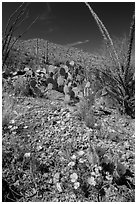 Blooming poppies, cacti, ocotillo, and peak. Saguaro National Park ( black and white)