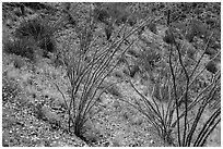 Ocotillo and desert floor carpeted with annual flowers. Saguaro National Park ( black and white)