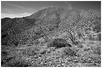Wildflower carpet and Tucson mountains. Saguaro National Park ( black and white)