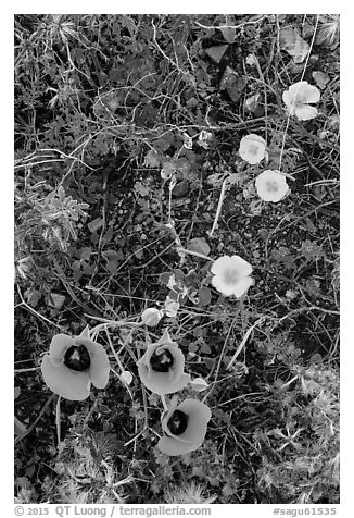 Close-up of multicolored annual flowers. Saguaro National Park (black and white)