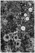 Close-up of multicolored annual flowers. Saguaro National Park ( black and white)