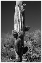 Saguaro cactus with many short arms. Saguaro National Park ( black and white)