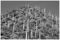 Hill with saguaro cacti in the spring. Saguaro National Park ( black and white)