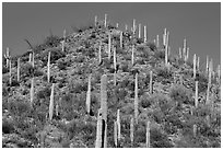 Hill with saguaro cacti in the spring. Saguaro National Park ( black and white)