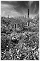 Brittlebush and saguaro on slope. Saguaro National Park ( black and white)