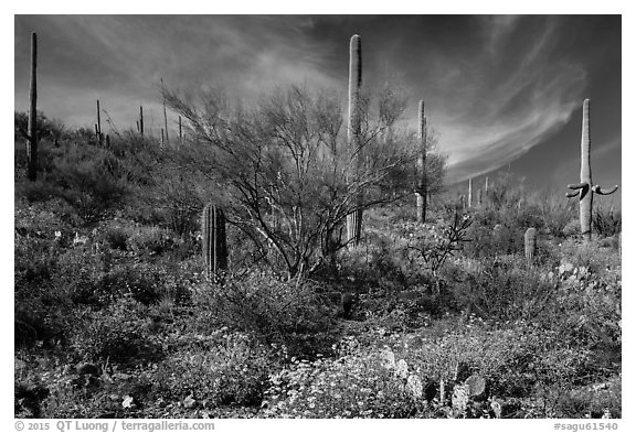 Cacti on slope carpetted with springtime blooms. Saguaro National Park (black and white)