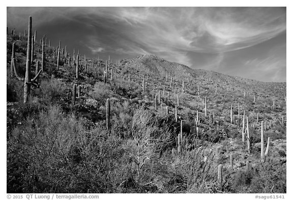 Verdant desert slopes leading to Wasson Peak. Saguaro National Park (black and white)