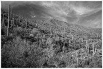 Verdant desert slopes leading to Wasson Peak. Saguaro National Park ( black and white)