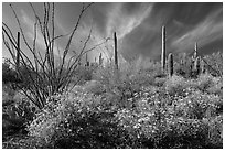 Brittlebush, saguaro, and clouds. Saguaro National Park ( black and white)