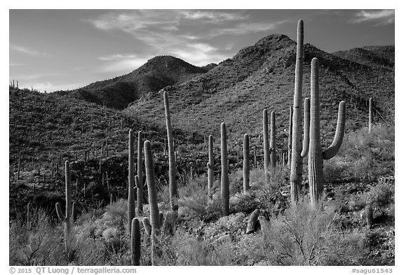 Cactus forest and rocky desert mountains. Saguaro National Park (black and white)