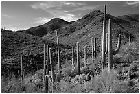 Cactus forest and rocky desert mountains. Saguaro National Park ( black and white)