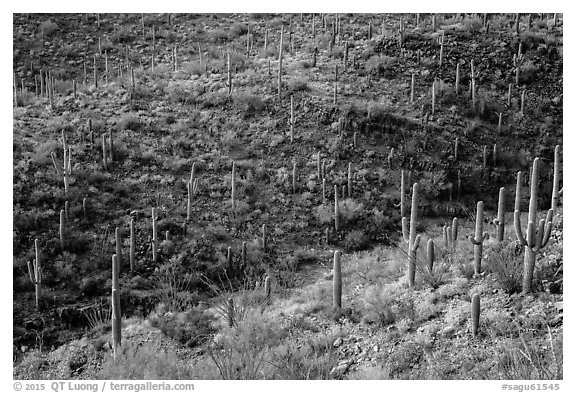 Wash and slopes with cactus and brittlebush. Saguaro National Park (black and white)