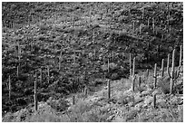 Wash and slopes with cactus and brittlebush. Saguaro National Park ( black and white)