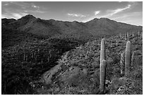 Wash, cactus, and Wasson Peak. Saguaro National Park ( black and white)