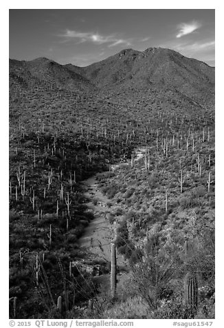 Wash surrouned by innumerable cacti, and Wasson Peak. Saguaro National Park (black and white)