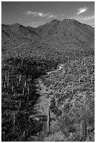 Wash surrouned by innumerable cacti, and Wasson Peak. Saguaro National Park ( black and white)