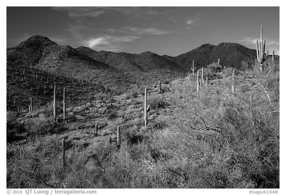 Palo Verde, cacti, and Wasson Peak. Saguaro National Park (black and white)