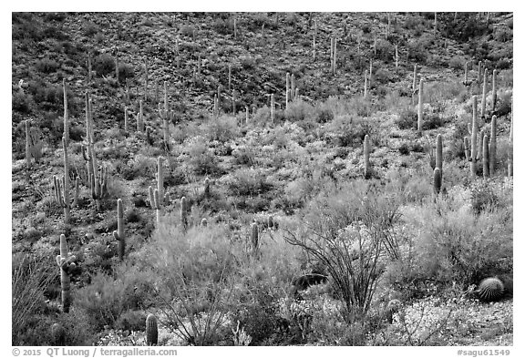 Wash and slopes with ocotillo, cacti, and brittlebush. Saguaro National Park (black and white)