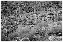 Wash and slopes with ocotillo, cacti, and brittlebush. Saguaro National Park ( black and white)