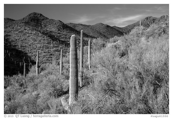 Palo Verde and slopes covered with cactus, Tucson Mountains. Saguaro National Park (black and white)