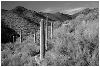 Palo Verde and slopes covered with cactus, Tucson Mountains. Saguaro National Park ( black and white)