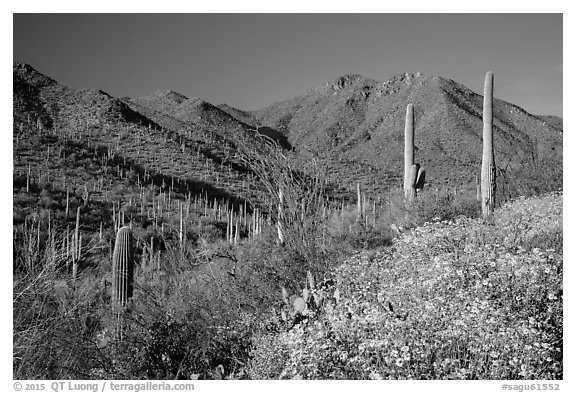 Blooming brittlebush and slopes covered with cactus, Tucson Mountains. Saguaro National Park (black and white)