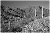 Blooming brittlebush and slopes covered with cactus, Tucson Mountains. Saguaro National Park ( black and white)