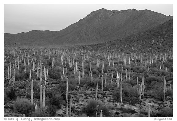 Bajada with cactus forest and Tucson Mountains at dusk. Saguaro National Park (black and white)