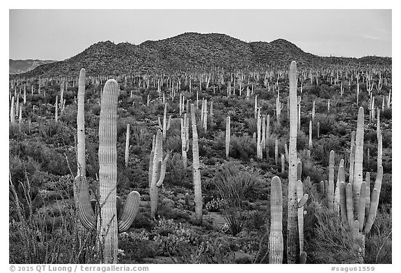 Bajada covered with cactus and Tucson Mountains at dusk. Saguaro National Park (black and white)