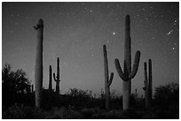 Saguaro cacti and starry night sky. Saguaro National Park ( black and white)