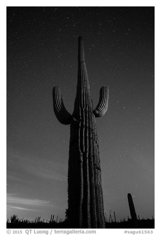 Looking up tall saguaro cactus at night. Saguaro National Park (black and white)