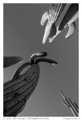 Looking up saguaro cacti. Saguaro National Park (black and white)