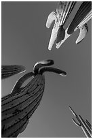 Looking up saguaro cacti. Saguaro National Park ( black and white)