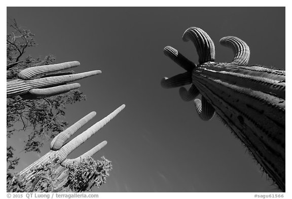 Looking up multi-armed saguaro cacti. Saguaro National Park (black and white)