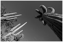 Looking up multi-armed saguaro cacti. Saguaro National Park ( black and white)