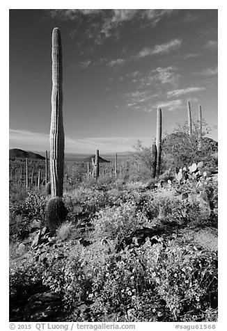 Sonoran Desert in bloom. Saguaro National Park (black and white)