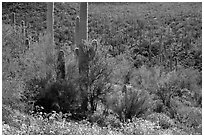 Bajada in springtime. Saguaro National Park ( black and white)