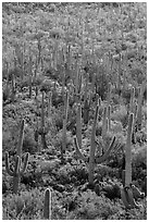 Dense saguaro cactus forest on Bajada. Saguaro National Park ( black and white)