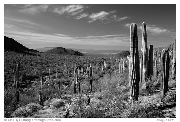 Visitor looking, Valley View trail. Saguaro National Park (black and white)
