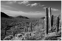Visitor looking, Valley View trail. Saguaro National Park ( black and white)